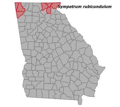 Sympetrum rubicundulum
(Ruby Meadowhawk)